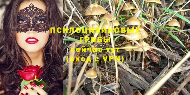 Псилоцибиновые грибы Psilocybe  kraken ссылки  Лабытнанги 